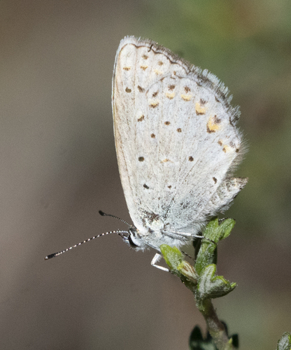 iNaturalist observation photo of Anna's Blue