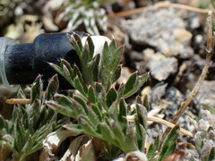 Potentilla morefieldii