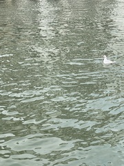 Chroicocephalus ridibundus