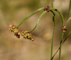 Platysace pendula