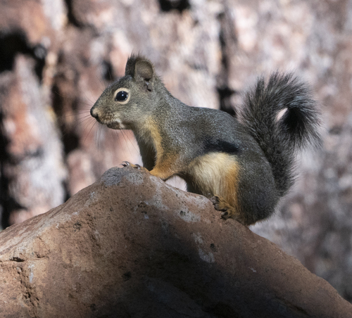 iNaturalist observation photo of Douglas's Squirrel
