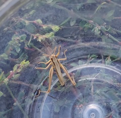 Euchorthippus elegantulus