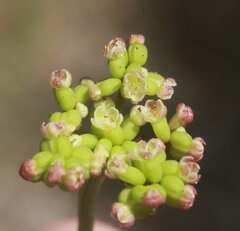 Platysace pendula