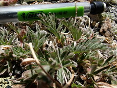 Potentilla morefieldii