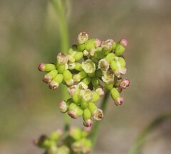 Platysace pendula