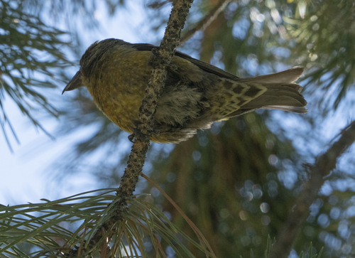iNaturalist observation photo of Red Crossbill
