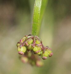 Platysace pendula
