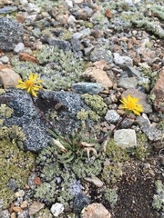 Pyrrocoma apargioides