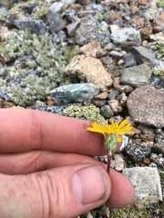 Pyrrocoma apargioides