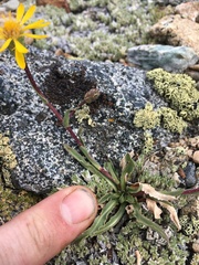 Pyrrocoma apargioides