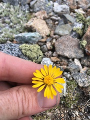 Pyrrocoma apargioides