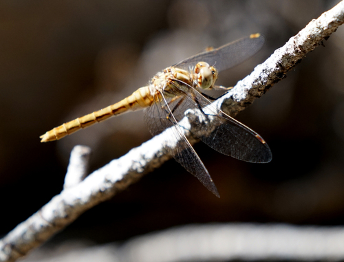iNaturalist observation photo of Striped Meadowhawk
