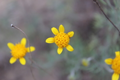 Picradeniopsis pringlei