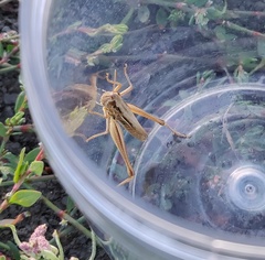 Euchorthippus elegantulus