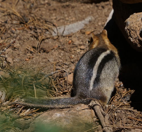 iNaturalist observation photo of Common Golden-mantled Ground Squirrel