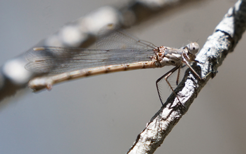 iNaturalist observation photo of Spotted Spreadwing