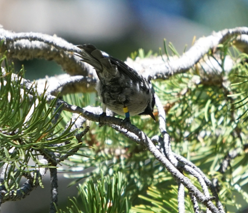iNaturalist observation photo of Mountain Chickadee