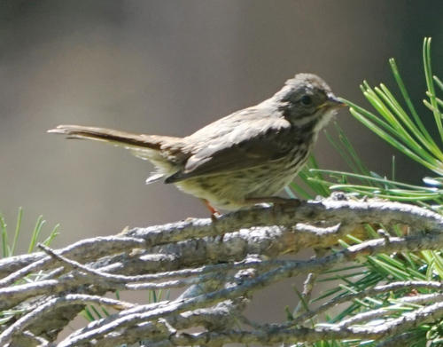 iNaturalist observation photo of Lincoln's Sparrow
