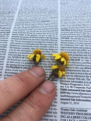 Packera werneriifolia