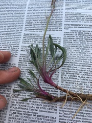 Packera werneriifolia