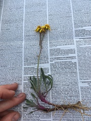 Packera werneriifolia