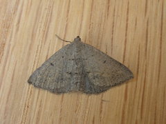 Taxeotis reserata