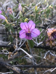 Ruellia californica californica