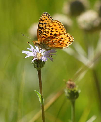 iNaturalist observation photo of Mormon Fritillary