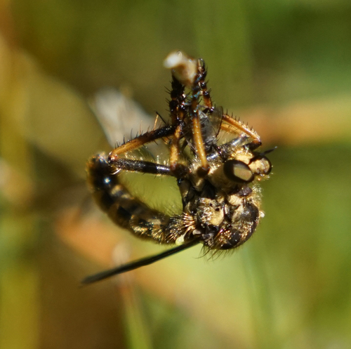 iNaturalist observation photo of Northern Goldenrobber