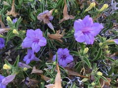 Ruellia californica californica