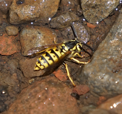 iNaturalist observation photo of Western Yellowjacket