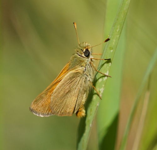 iNaturalist observation photo of Woodland Skipper