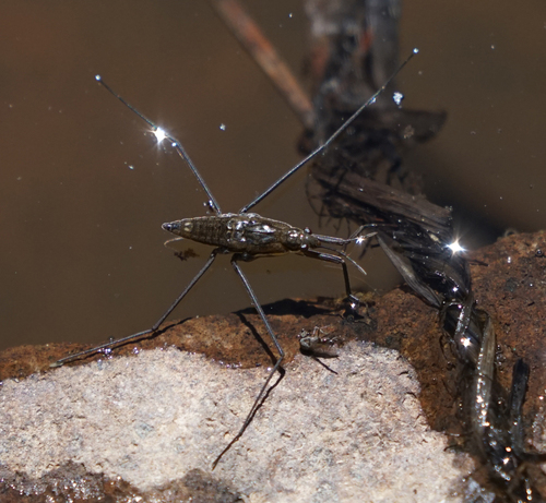 iNaturalist observation photo of North American Common Water Strider