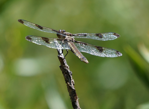 iNaturalist observation photo of Twelve-spotted Skimmer