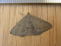 Taxeotis reserata