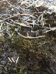 Campylopus atrovirens