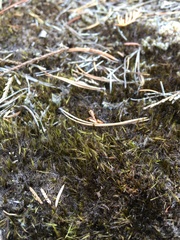 Campylopus atrovirens