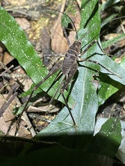 Pachyrhamma acanthocerum