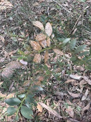 Acacia complanata