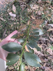 Acacia complanata
