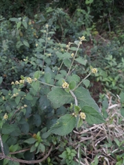 Varronia polycephala