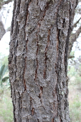 Pinus cembroides orizabensis