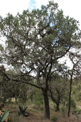 Pinus cembroides orizabensis