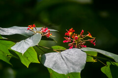 Bauhinia rubeleruziana