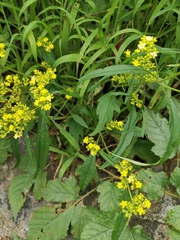 Patrinia heterophylla