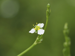 Alisma canaliculatum