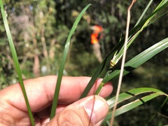 Austrostipa verticillata