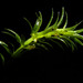Hydrilla - Photo (c) Reinaldo Aguilar, some rights reserved (CC BY-NC-SA)