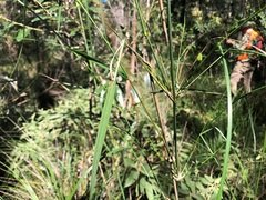 Austrostipa verticillata