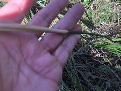 Austrostipa verticillata